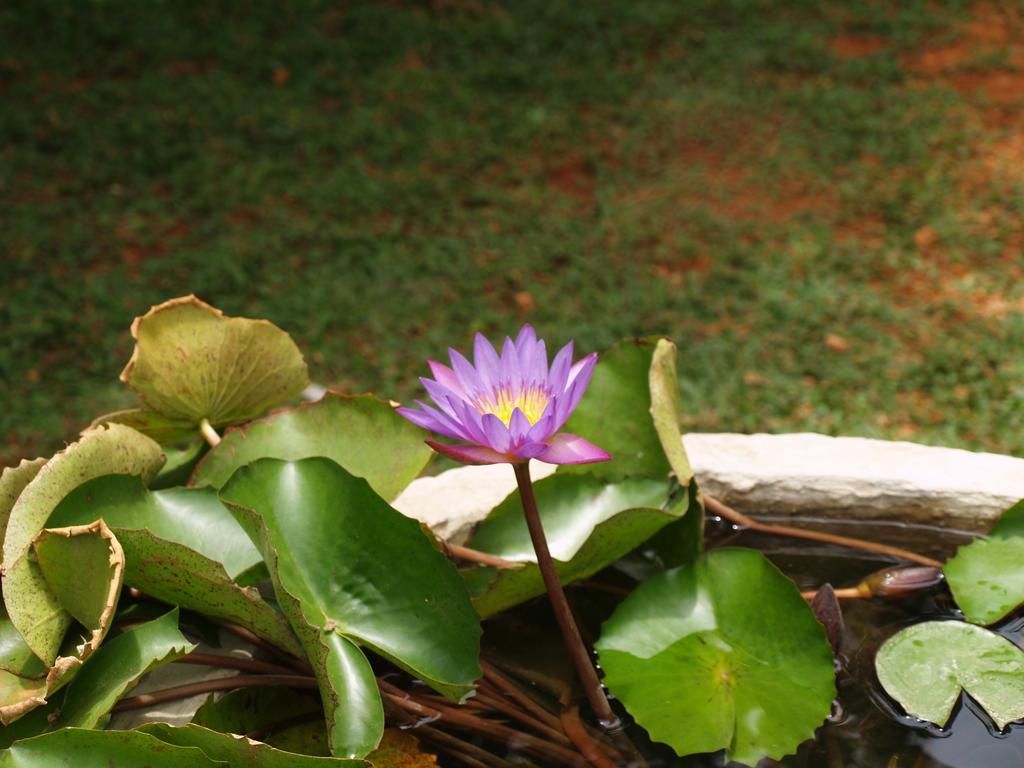 Welimaluwa Resort Sigiriya Kibissa Kültér fotó